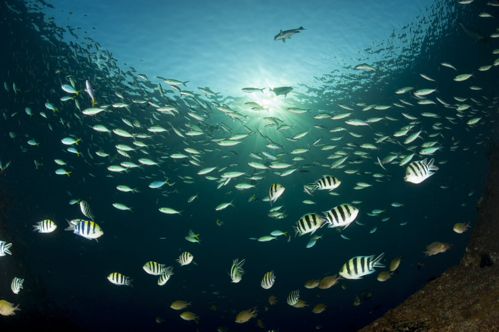 Schooling Indo-pacific sergeant fish with fusilier species in background Bali Canvas Art - Steve JonesStocktrek Images (18 x 12)