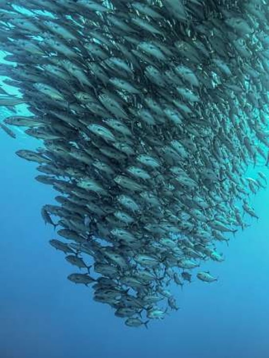 Schooling Jackfishes Canvas Art - Henry Jager (22 x 28)