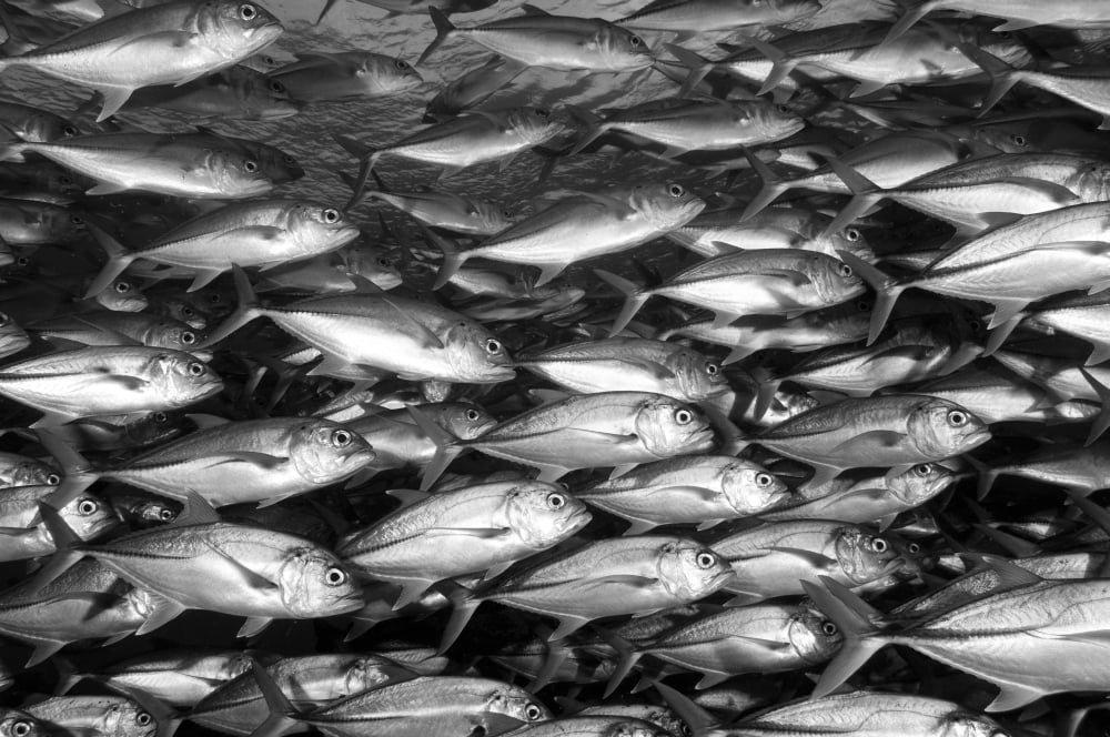 Schooling Jacks (at Mary Island Solomons Canvas Art - Steve JonesStocktrek Images (18 x 12)