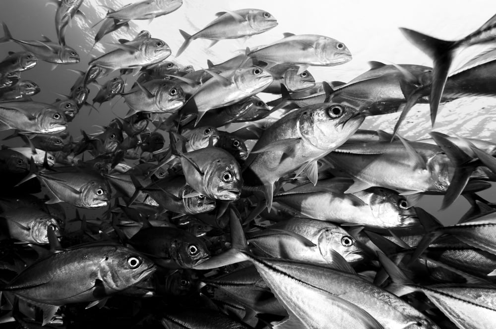 Schooling Jacks (at Mary Island Solomons Canvas Art - Steve JonesStocktrek Images (18 x 12)