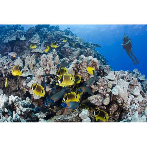 Schooling Raccoon Butterflyfish & A Diver on A Reef Off The Island of Lanai - Hawaii United States of America Poster Print - 19 x 12 in.