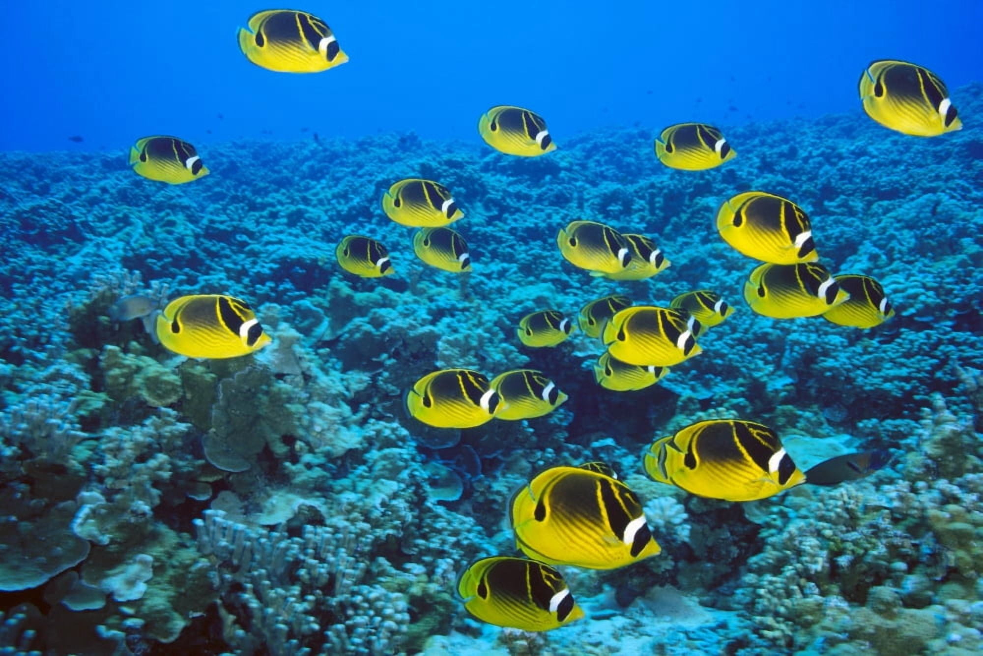 Schooling Raccoon Butterflyfish (Chaetodon Lunula) Over Reef C1978 Canvas Art - Dave Fleetham Design Pics (19 x 12)