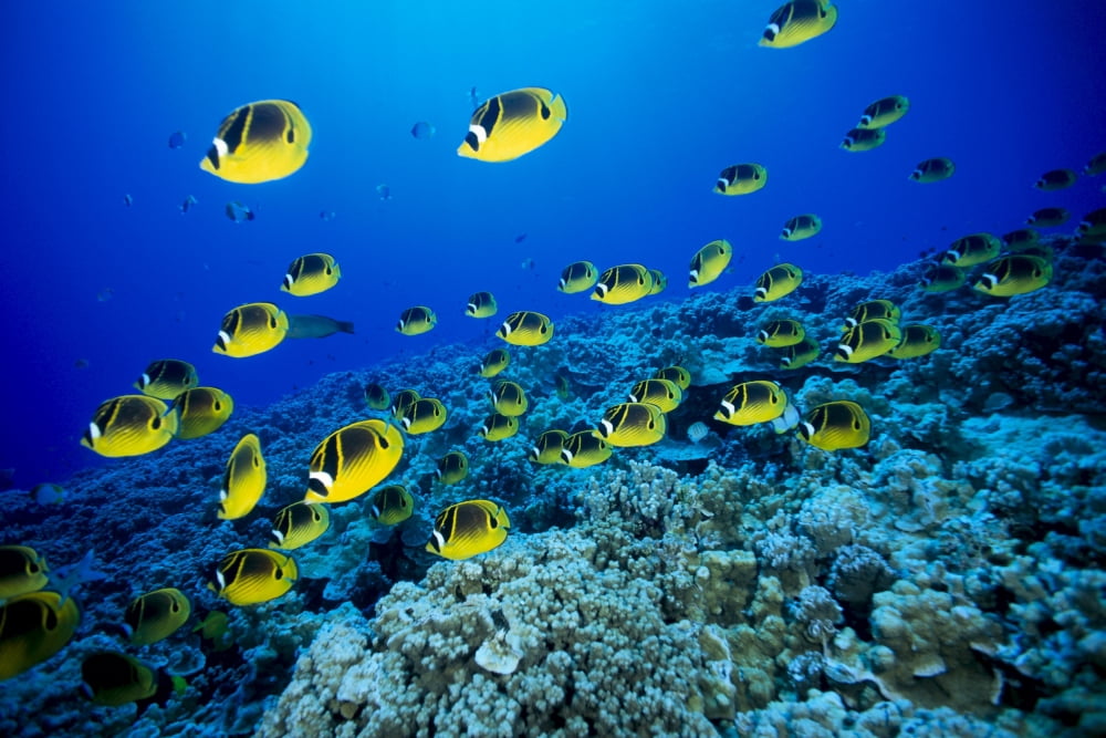 Schooling Raccoon Butterflyfish (Chaetodon Lunula) Over Reef Canvas Art - Dave Fleetham Design Pics (19 x 12)