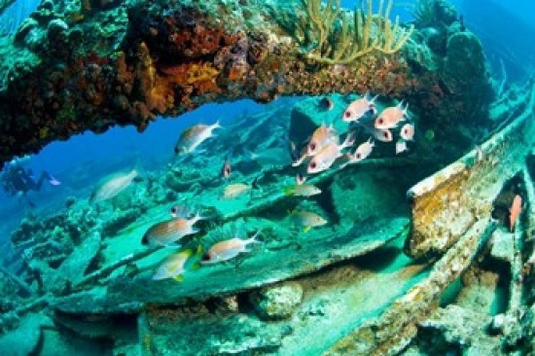 Schooling Soldierfish Wreck of the RMS Rhone coast of Salt Island Tortola British Virgin Islands Caribbean Canvas Art - Stuart Westmorland DanitaDelimont (24 x 15)