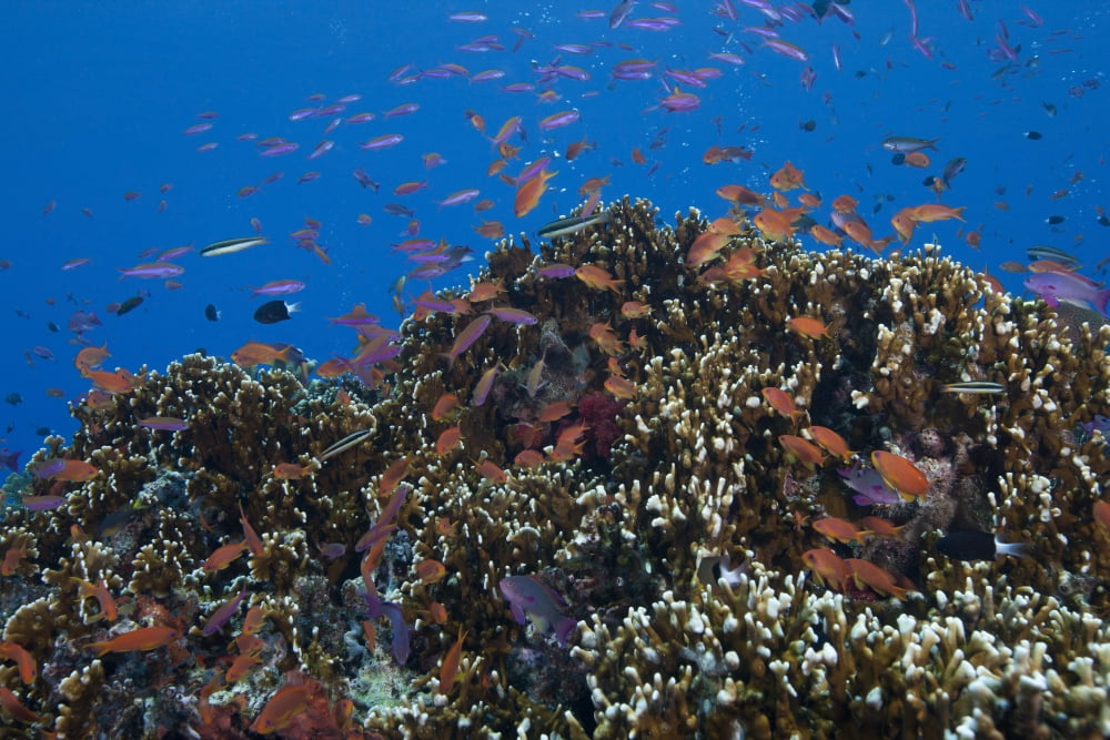 Schooling anthias fish and healthy corals of Beqa Lagoon Fiji Canvas Art - Terry MooreStocktrek Images (18 x 12)