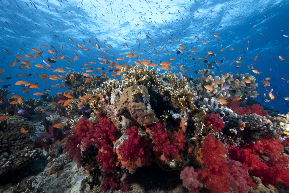 Schooling anthias fish and healthy corals of Beqa Lagoon Fiji Canvas Art - Terry MooreStocktrek Images (18 x 12)