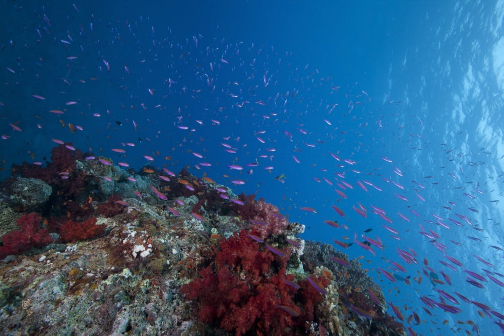 Schooling anthias fish and healthy corals of Beqa Lagoon Fiji Canvas Art - Terry MooreStocktrek Images (35 x 23)