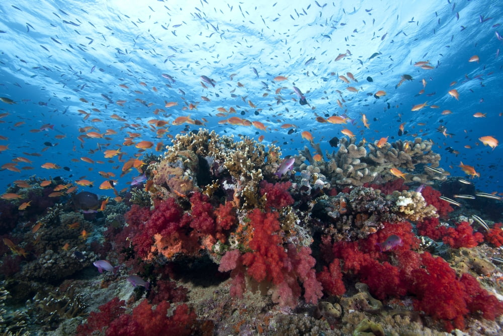 Schooling anthias fish and healthy corals of Beqa Lagoon Fiji Canvas Art - Terry MooreStocktrek Images (35 x 23)
