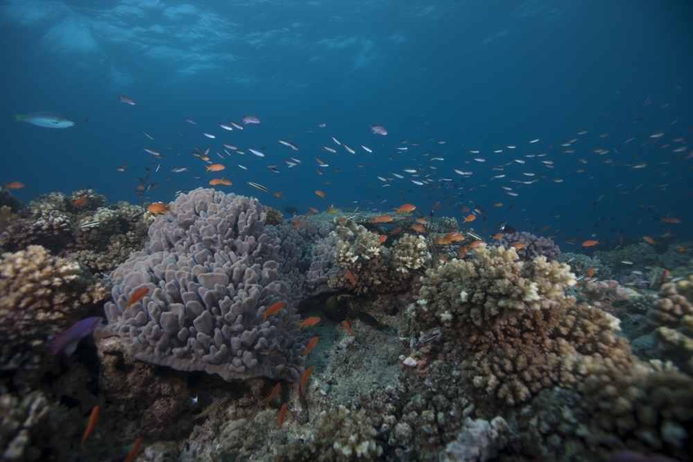 Schooling anthias fish and healthy corals of Beqa Lagoon Fiji Canvas Art - Terry MooreStocktrek Images (35 x 23)