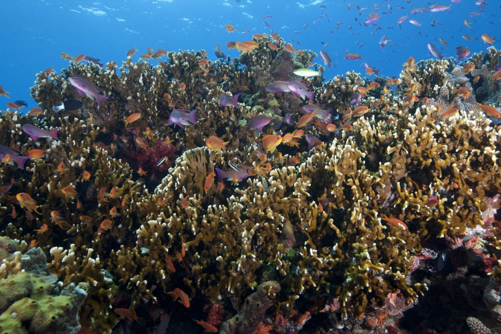 Schooling anthias fish and healthy corals of Beqa Lagoon Fiji Canvas Art - Terry MooreStocktrek Images (35 x 23)