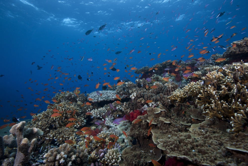 Schooling anthias fish and healthy corals of Beqa Lagoon Fiji Canvas Art - Terry MooreStocktrek Images (35 x 23)