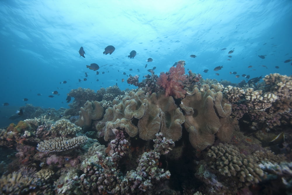 Schooling anthias fish and healthy corals of Beqa Lagoon Fiji Canvas Art - Terry MooreStocktrek Images (35 x 23)