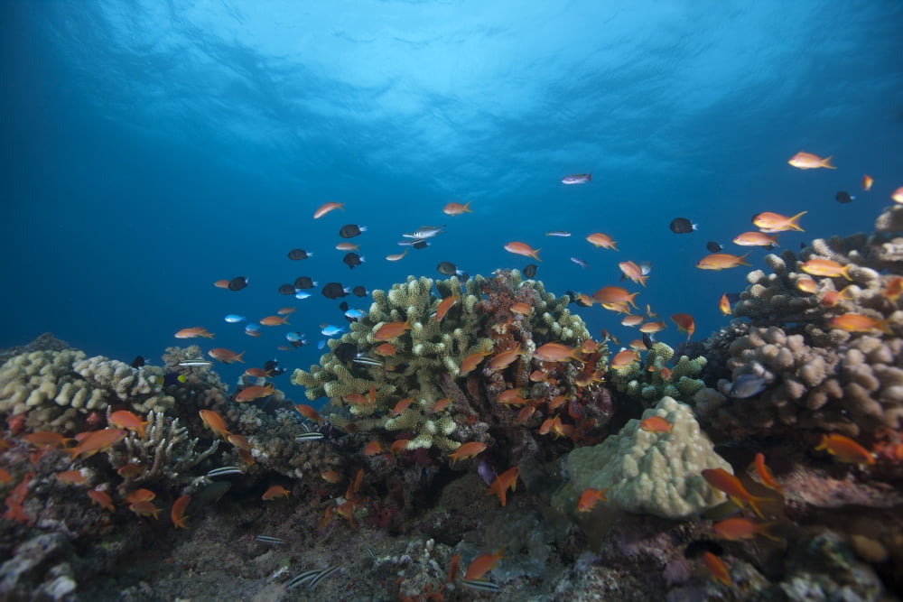 Schooling anthias fish and healthy corals of Beqa Lagoon Fiji Canvas Art - Terry MooreStocktrek Images (35 x 23)