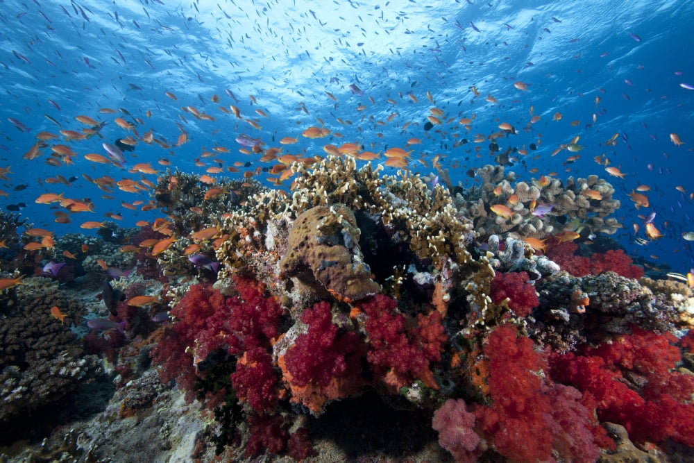 Schooling anthias fish and healthy corals of Beqa Lagoon Fiji Canvas Art - Terry MooreStocktrek Images (35 x 23)