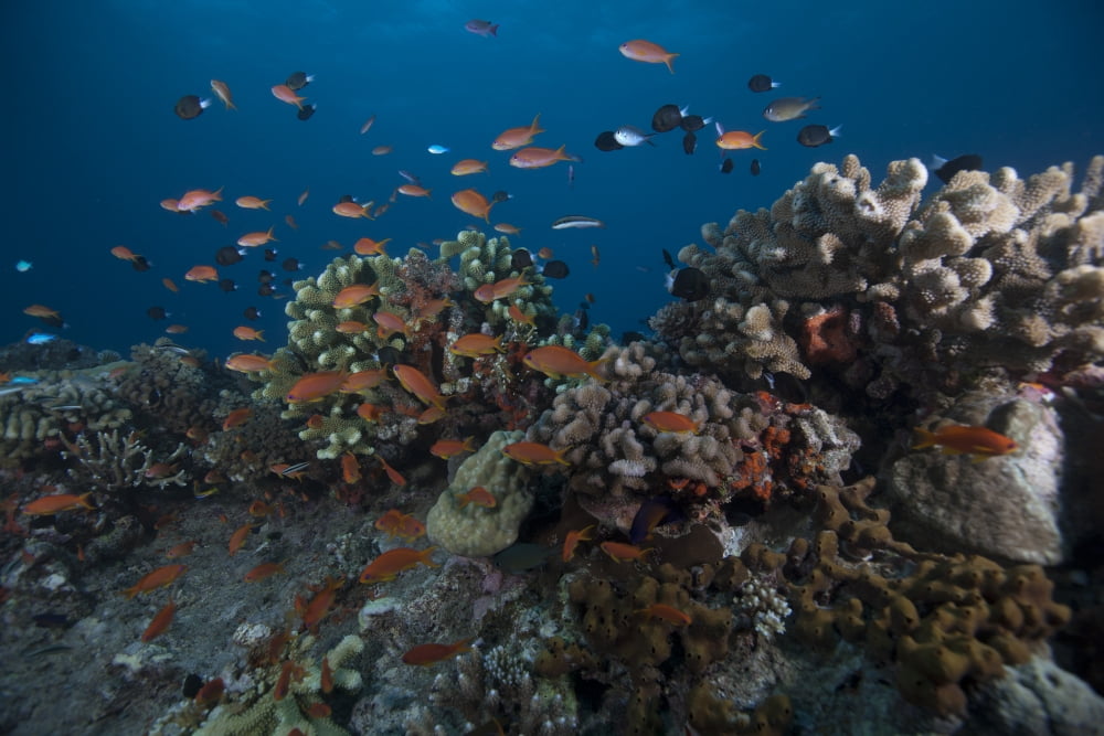 Schooling anthias fish and healthy corals of Beqa Lagoon Fiji Canvas Art - Terry MooreStocktrek Images (35 x 23)