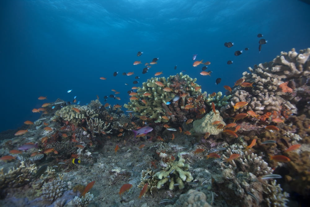 Schooling anthias fish and healthy corals of Beqa Lagoon Fiji Canvas Art - Terry MooreStocktrek Images (35 x 23)