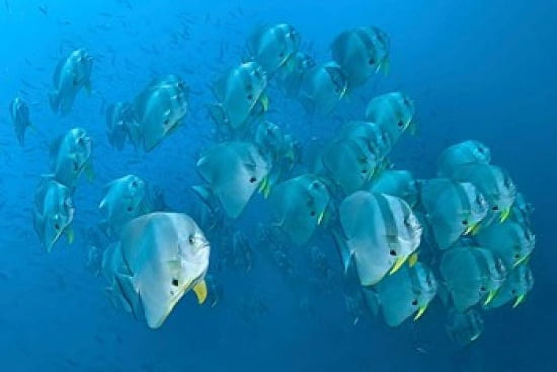 Schooling batfish Raja Ampat Papua Indonesia Canvas Art - Jaynes Gallery DanitaDelimont (26 x 18)