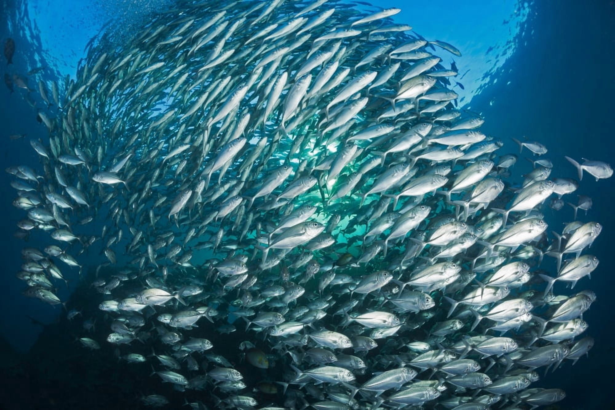 Schooling bigeye jacks (Caranx sexfasciatus) above the Liberty Wreck Tulamben Bali Indonesia Canvas Art - Dave Fleetham Design Pics (19 x 12)