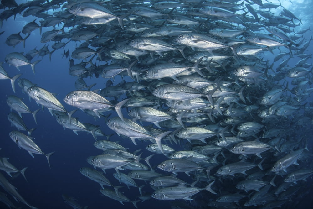 Schooling bigeye jacks near Cocos Island Costa Rica Canvas Art - Ethan DanielsStocktrek Images (17 x 12)