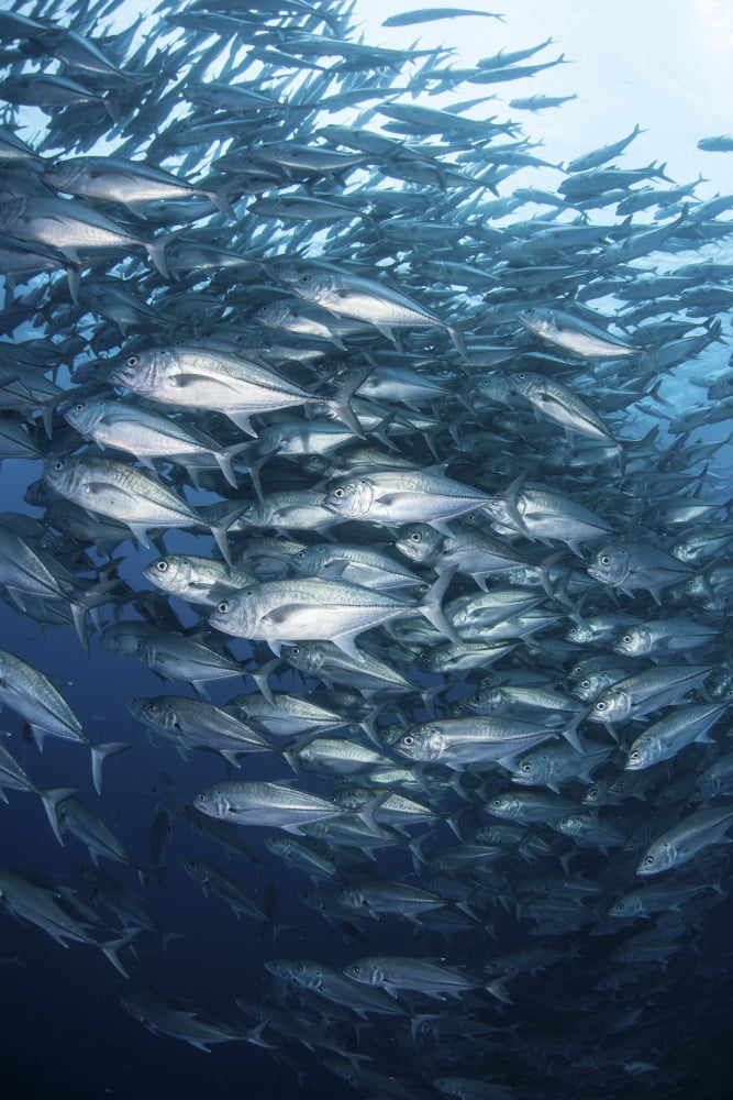 Schooling bigeye jacks swim in the depths of the Pacific Ocean Canvas Art - Ethan DanielsStocktrek Images (12 x 17)
