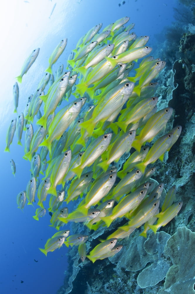 Schooling brownstripe snapper Raja Ampat West Papua Indonesia Canvas Art - Steve JonesStocktrek Images (23 x 35)