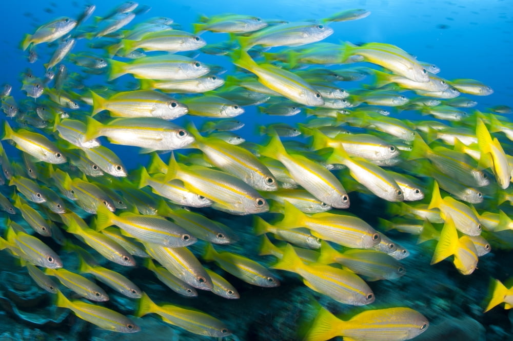 Schooling brownstripe snapper Raja Ampat West Papua Indonesia Canvas Art - Steve JonesStocktrek Images (35 x 23)