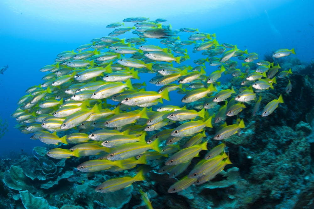 Schooling brownstripe snapper Raja Ampat West Papua Indonesia Canvas Art - Steve JonesStocktrek Images (35 x 23)