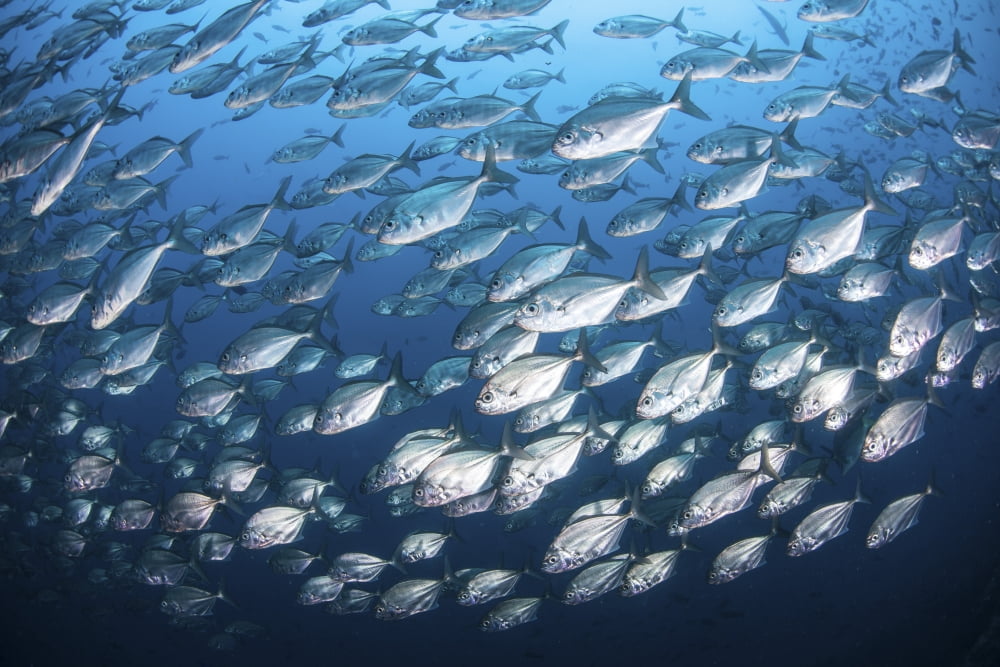 Schooling fish near Cocos Island Costa Rica Canvas Art - Ethan DanielsStocktrek Images (17 x 12)