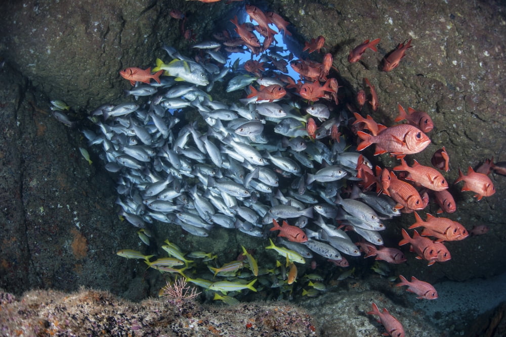 Schooling fish swim in a cavern near Cocos Island Costa Rica Canvas Art - Ethan DanielsStocktrek Images (17 x 12)