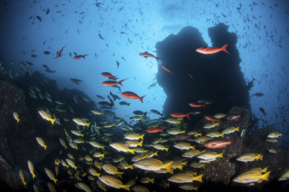 Schooling fish swim over a rocky reef near Cocos Island Costa Rica Canvas Art - Ethan DanielsStocktrek Images (34 x 23)