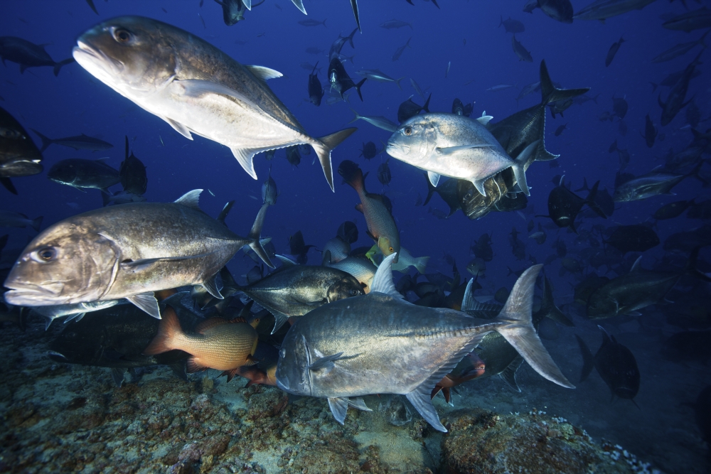 Schooling giant trevally muscle there way in to get fish scrap portions from a shark feed Fiji Canvas Art - Terry MooreStocktrek Images (35 x 23)