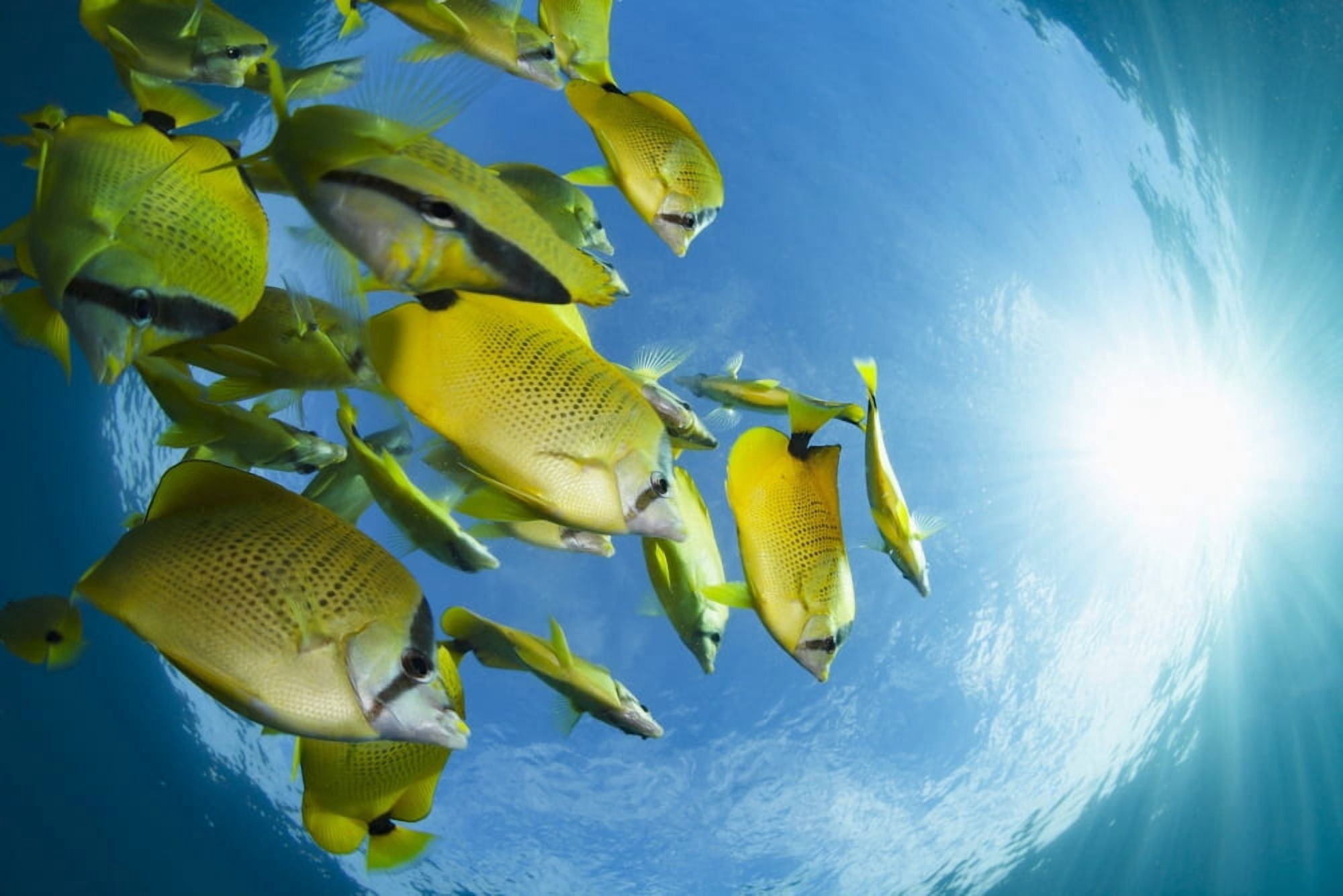 Schooling milletseed butterflyfish (Chaetodon miliaris) endemic Hawaii United States of America Canvas Art - Dave Fleetham Design Pics (19 x 12)
