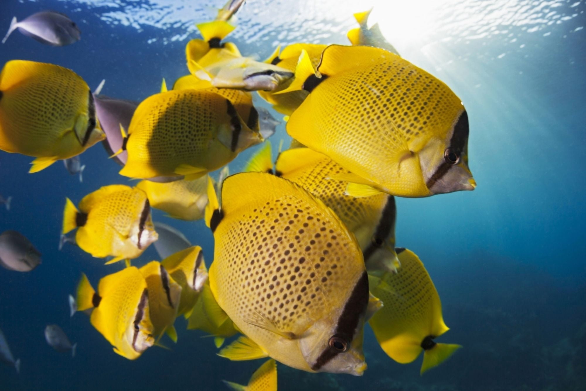 Schooling milletseed butterflyfish (Chaetodon miliaris) endemic Hawaii United States of America Canvas Art - Dave Fleetham Design Pics (38 x 24)