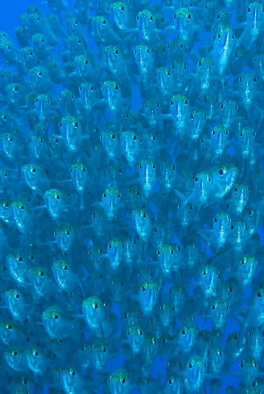 Schooling ox-eyed scad fish Canvas Art - Jaynes Gallery DanitaDelimont (18 x 26)