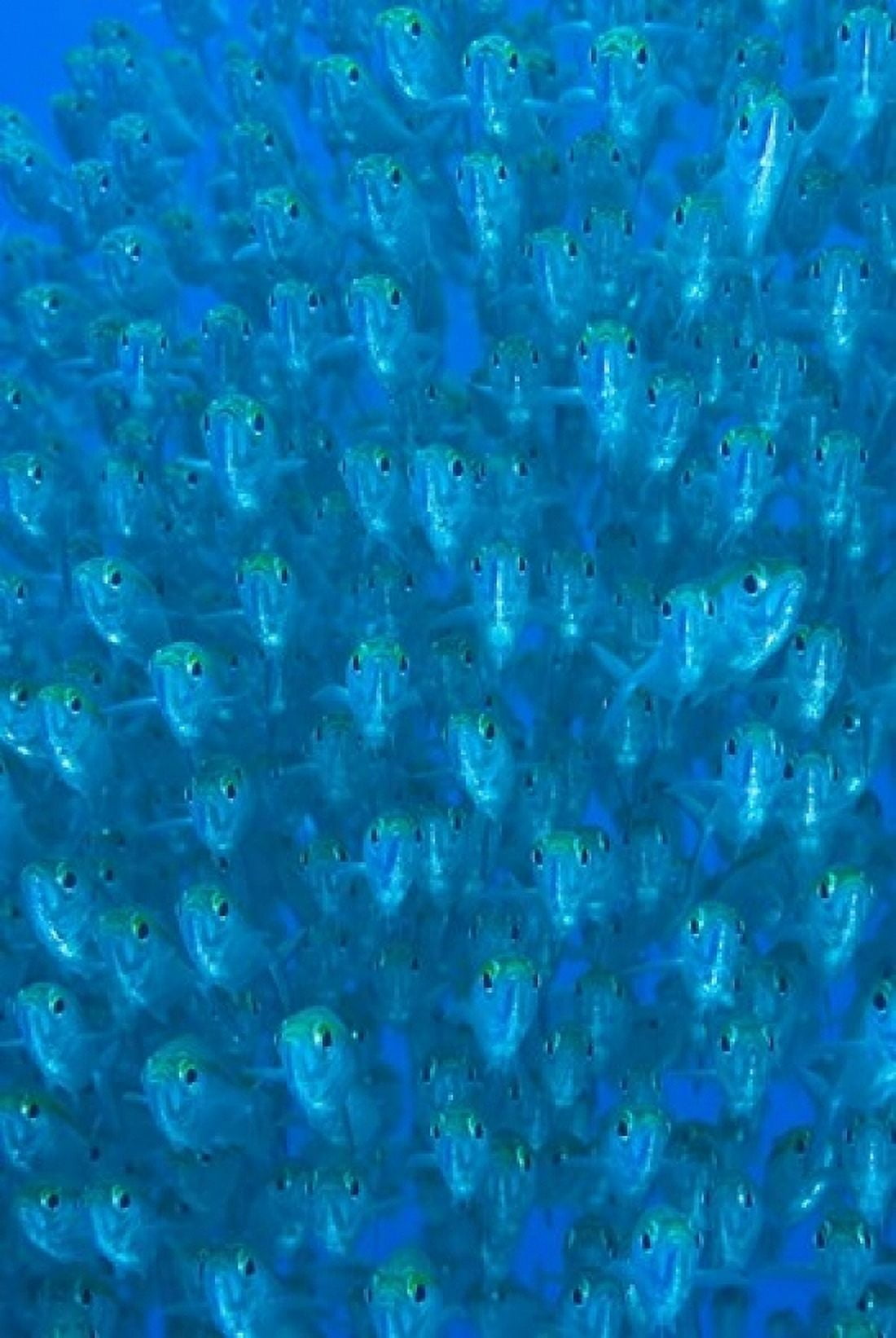 Schooling ox-eyed scad fish Canvas Art - Jaynes Gallery DanitaDelimont (24 x 36)
