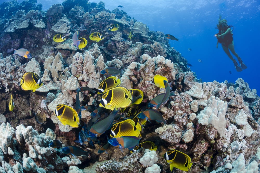 Schooling raccoon butterflyfish (Chaetodon lunula) and a diver on a reef off the island of Lanai Hawaii United States of America Canvas Art - Dave Fleetham Design Pics (19 x 12)