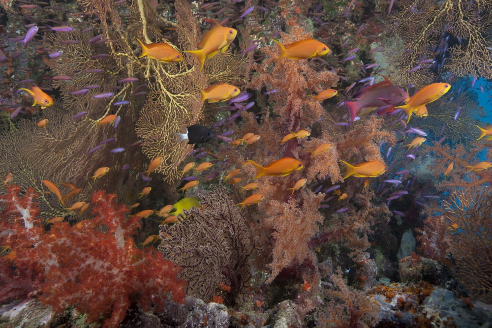 Schooling scalefin anthias fish and soft corals of Beqa Lagoon Fiji Canvas Art - Terry MooreStocktrek Images (18 x 12)