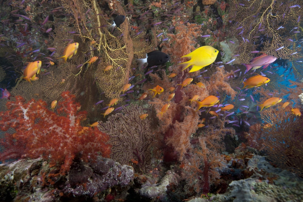 Schooling scalefin anthias fish and soft corals of Beqa Lagoon Fiji Canvas Art - Terry MooreStocktrek Images (35 x 23)