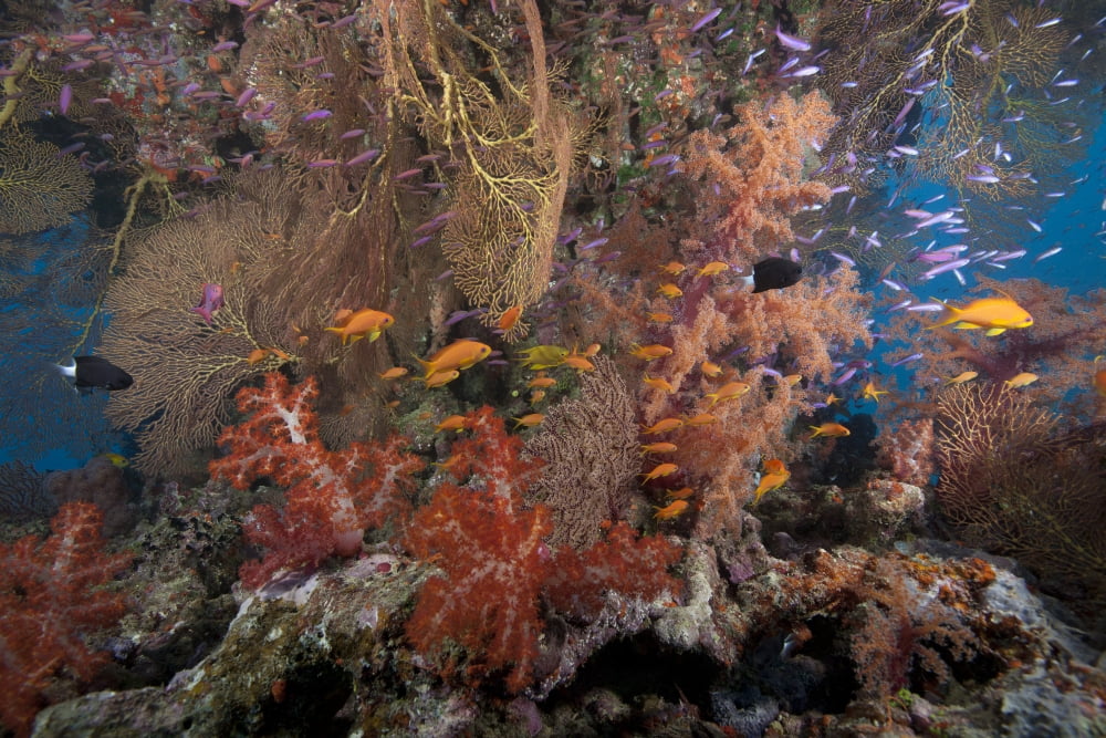 Schooling scalefin anthias fish and soft corals of Beqa Lagoon Fiji Canvas Art - Terry MooreStocktrek Images (35 x 23)