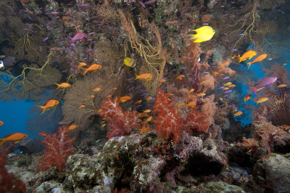 Schooling scalefin anthias fish and soft corals of Beqa Lagoon Fiji Canvas Art - Terry MooreStocktrek Images (35 x 23)