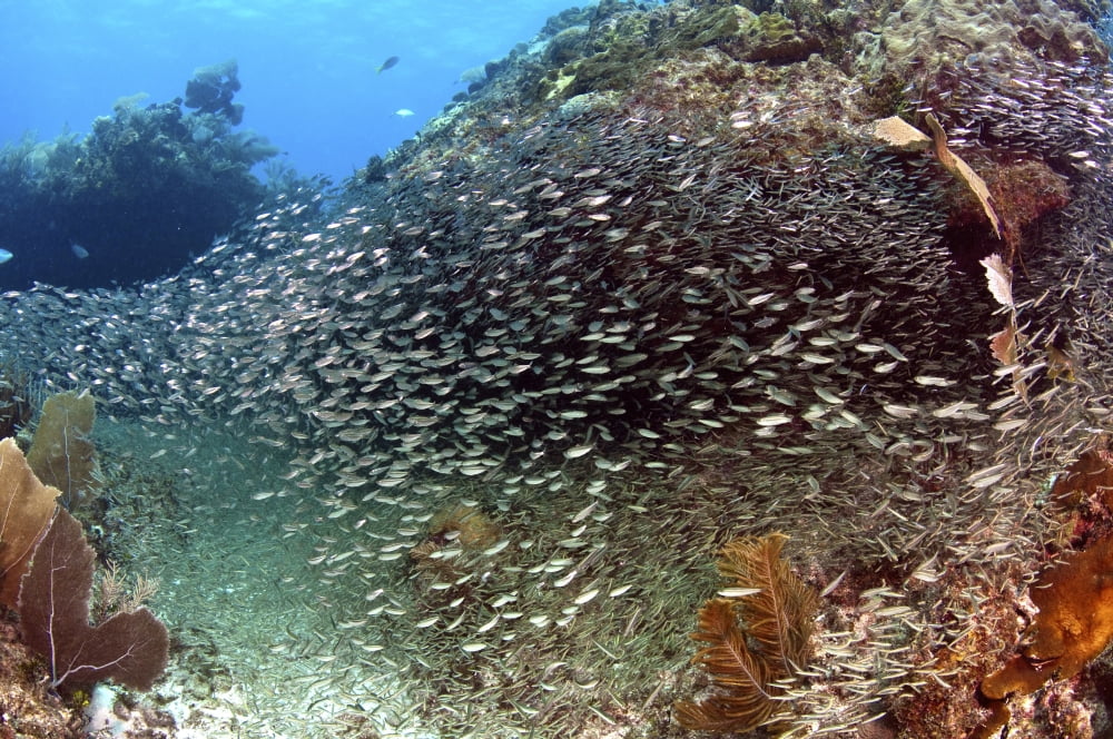 Schooling silversides on Caribbean reef Canvas Art - Karen DoodyStocktrek Images (18 x 12)