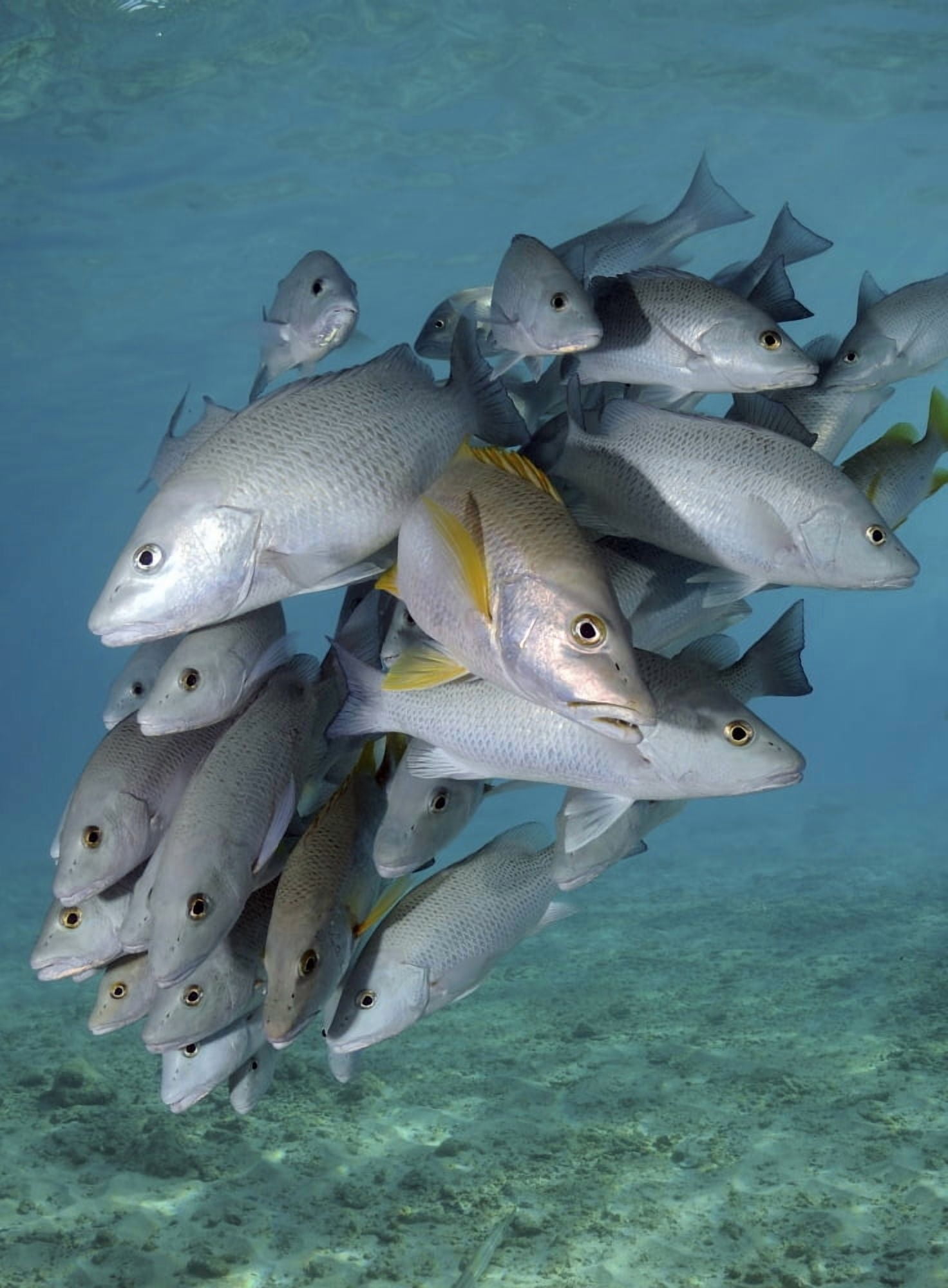 Schooling snappers on Caribbean reef Canvas Art - Karen DoodyStocktrek Images (25 x 33)