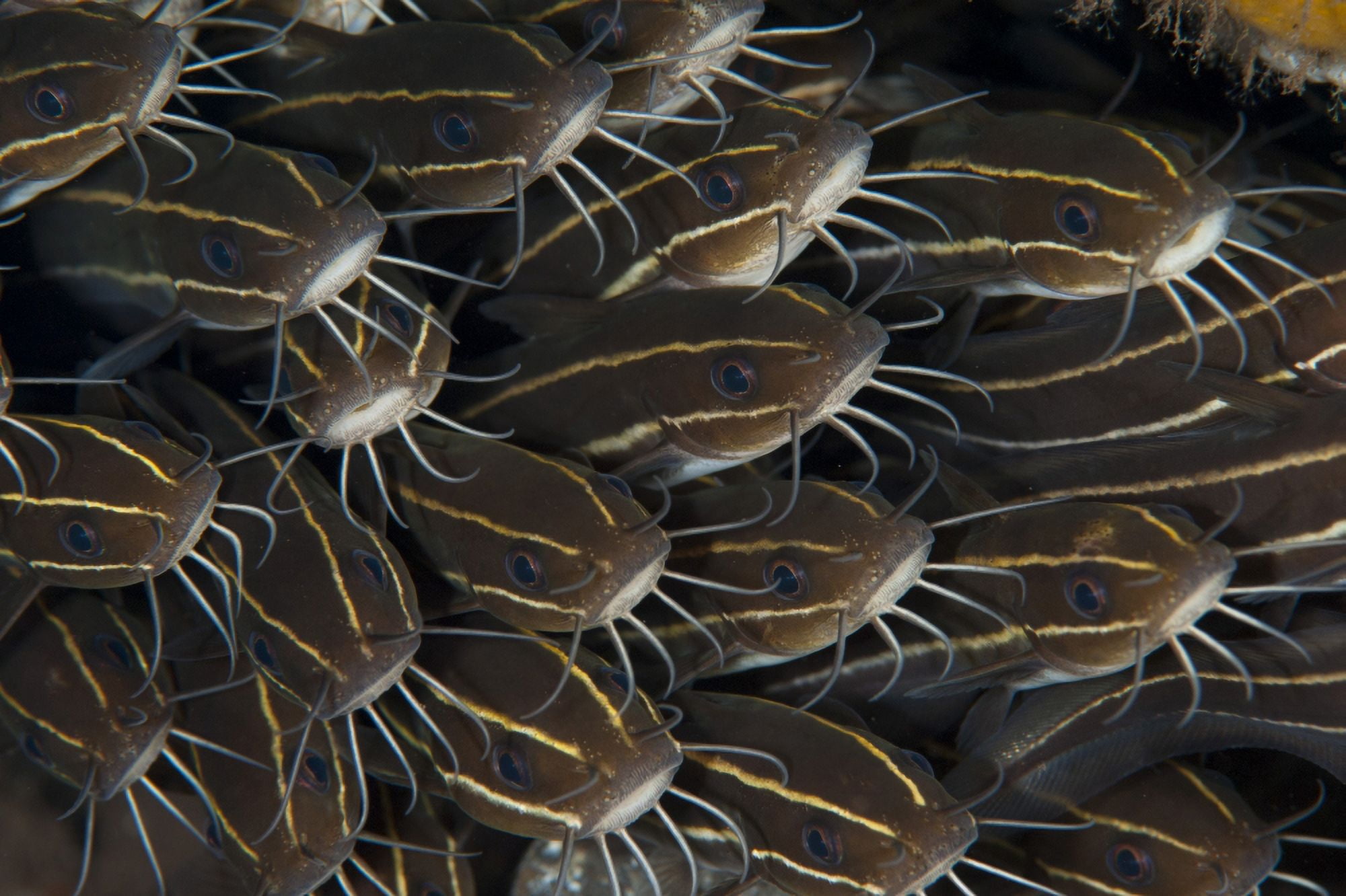 Schooling striped catfish (Plotosus lineatus) Tulamben Bali Indonesia Canvas Art - Steve JonesStocktrek Images (35 x 23)