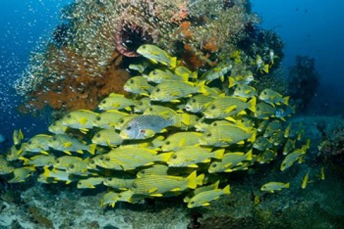 Schooling sweetlip fish swim past coral reef Raja Ampat Indonesia Canvas Art - Jaynes Gallery DanitaDelimont (26 x 18)