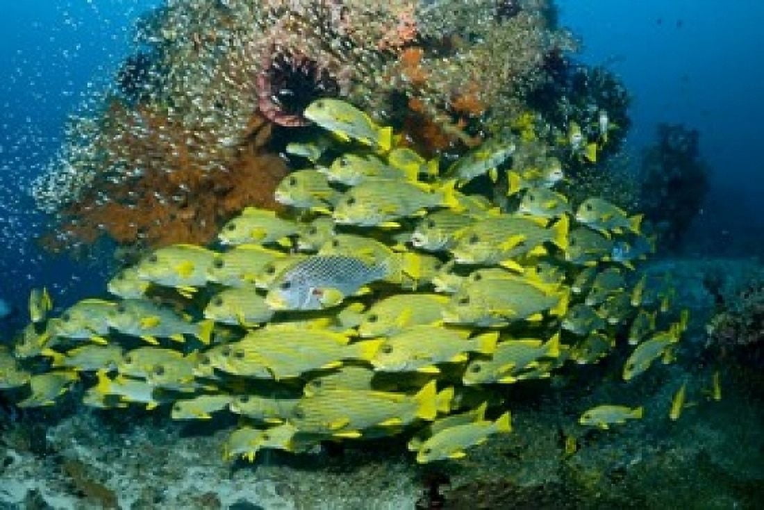 Schooling sweetlip fish swim past coral reef Raja Ampat Indonesia Canvas Art - Jaynes Gallery DanitaDelimont (36 x 24)
