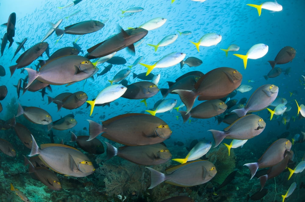 Schooling yellowmask surgeonfish with blue and yellow fusilier fish Canvas Art - Steve JonesStocktrek Images (18 x 12)