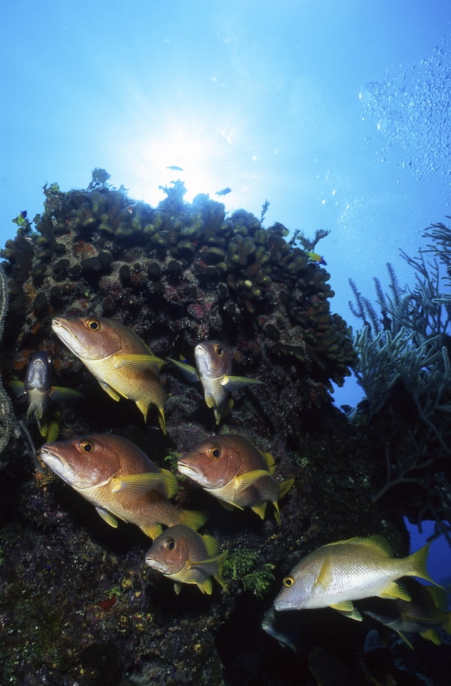 Schoolmaster snapper Cayman Brac Cayman Islands Canvas Art - Beverly FactorStocktrek Images (23 x 35)
