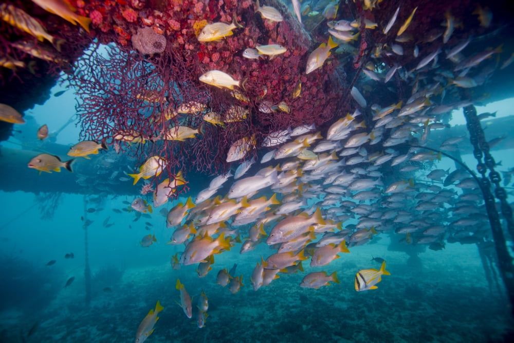Schools of Gray Snapper Yellowtail Snapper and Bluestripe Grunt fish Canvas Art - Michael WoodStocktrek Images (35 x 23)