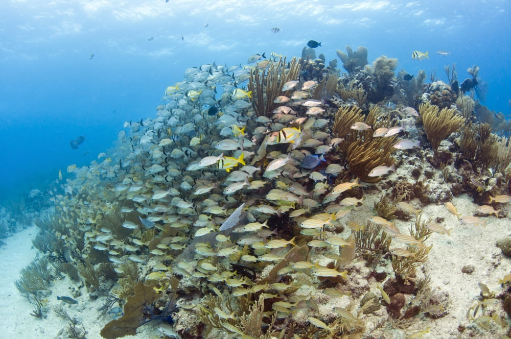 Schools of Grunts Snappers Tangs and Porkfish on Caribbean reef Canvas Art - Karen DoodyStocktrek Images (18 x 12)