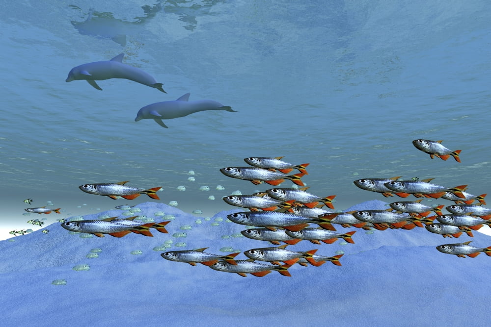 Schools of fish swim in the blue ocean Canvas Art - Corey FordStocktrek Images (18 x 12)